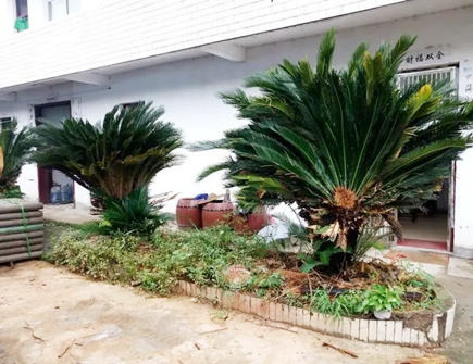 门口种铁树的风水