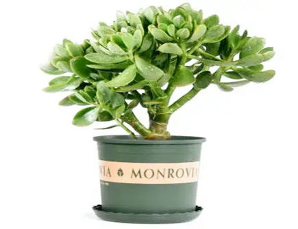 玉树摆放在家里什么位置 玉树摆放在家里什么位置