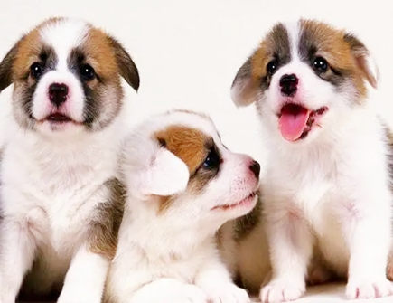 怎么追求属狗的女生