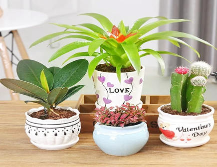 家里养花太多真的阴气会重吗 家里养花太多真的阴气会重吗