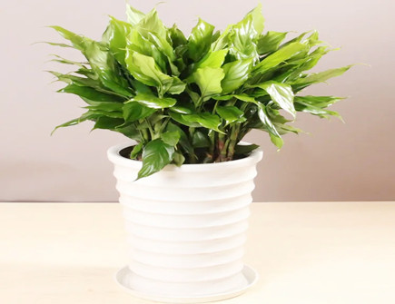 万年青的摆放风水禁忌