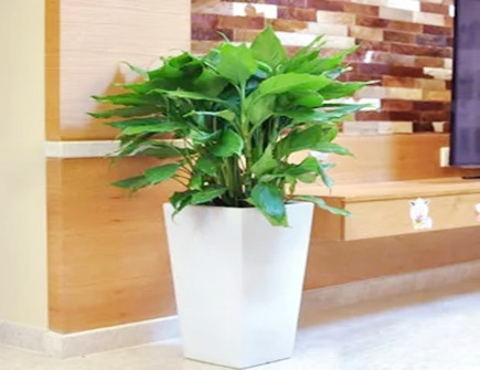 门口种万年青好不好 门口种万年青好不好