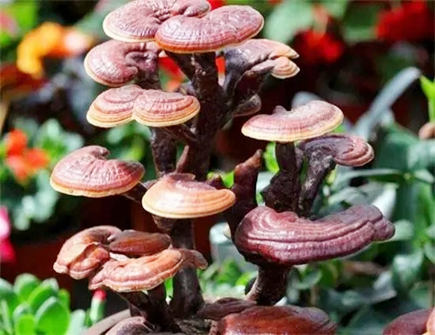 灵芝放家里有什么讲究 灵芝放家里有什么讲究