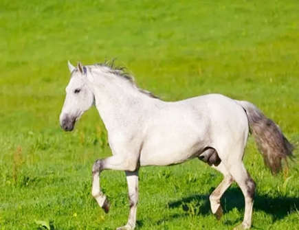 怎么追求属马的男生