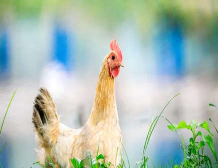 怎么追求属鸡的男生 怎么追求属鸡的男生