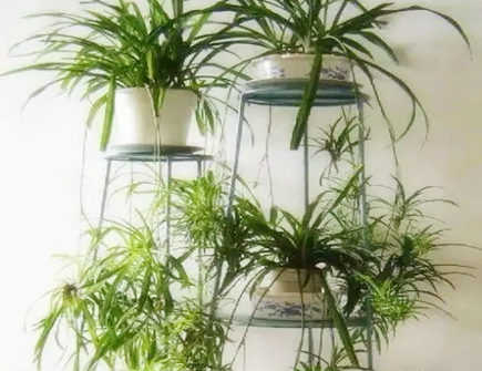 家里养吊兰风水好不好