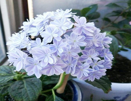 家里坚决不能养的花