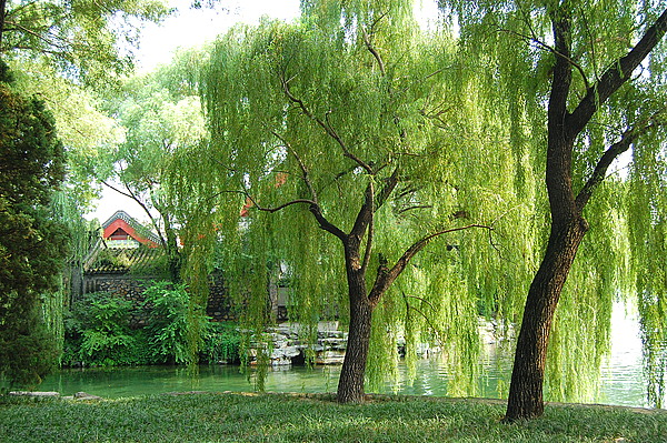 门前禁忌种的五种树