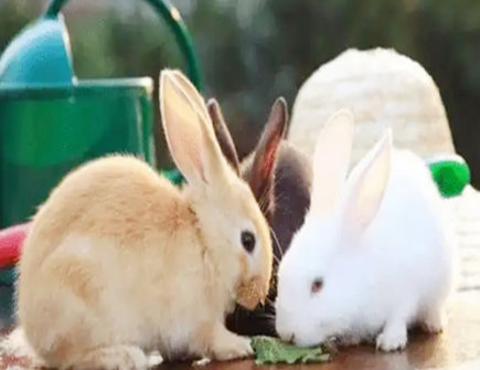 属兔男动情的表现有哪些