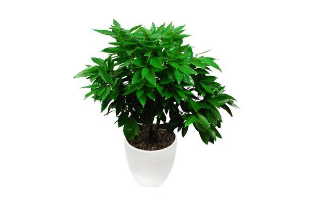 客厅放什么植物好风水又好养