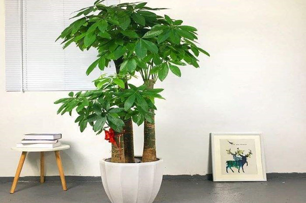 家里盆栽种什么旺风水