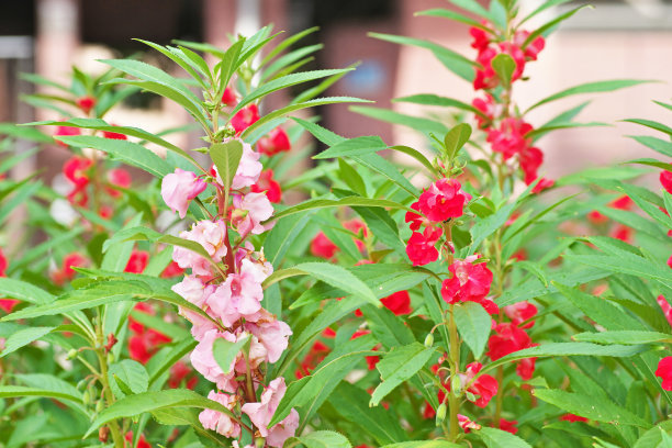 家里盆栽种什么风水好