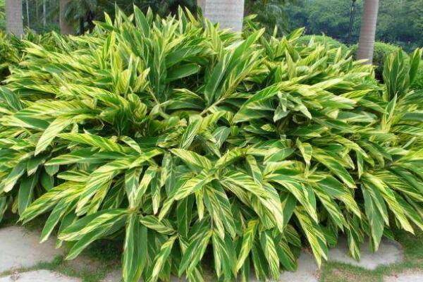 进门摆放什么植物好