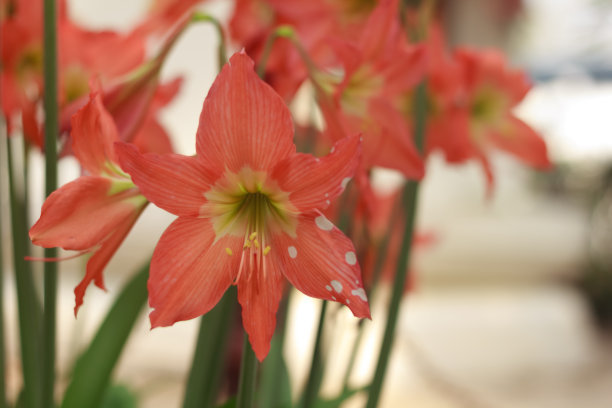 适合养在露台的花