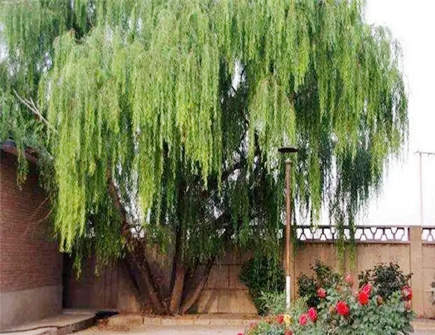 门前忌讳种的五种树 门前忌讳种的五种树