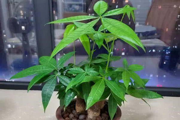 办公室摆放植物的风水禁忌