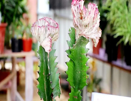 龙骨花最佳摆放位置