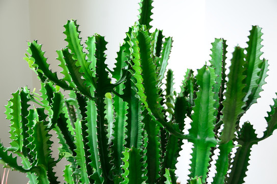 家里放龙骨是吉是凶