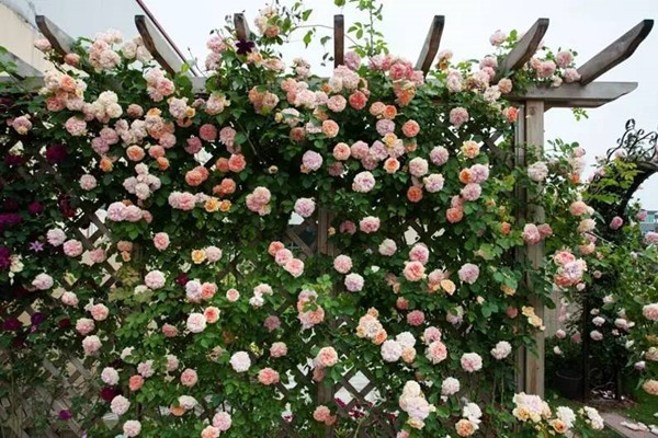 月季花的风水禁忌