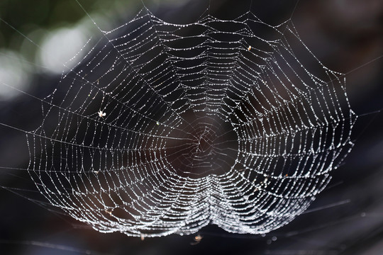 卧室出现大蜘蛛寓意