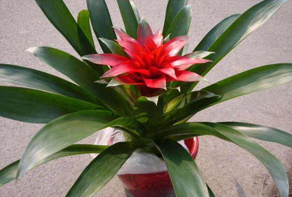 客厅摆放什么提升家运