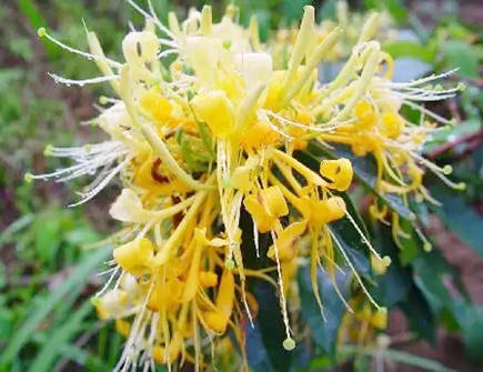 三种最旺家的花