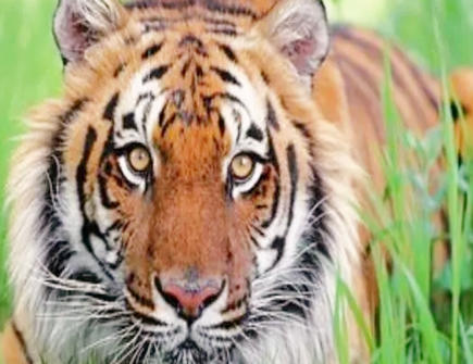 属虎女放弃一个人的表现