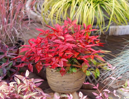 南天竹的风水禁忌