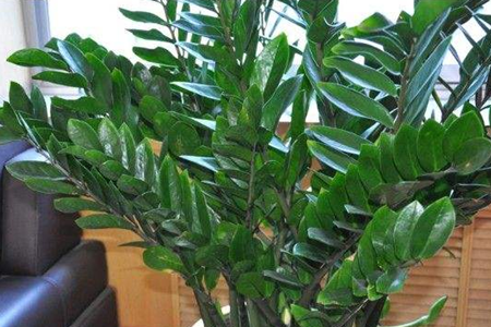 金钱树的功效与作用