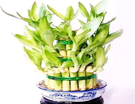 文昌位放几根富贵竹好