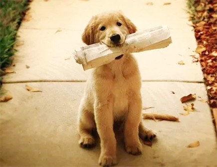 什么样的房子可以养狗 