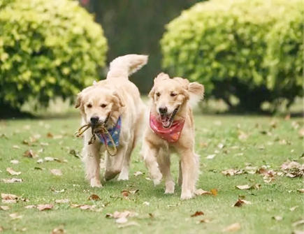 养狗能增加家里的阳气吗