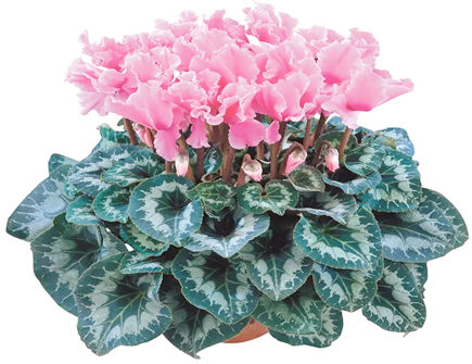 仙客来摆放有什么禁忌