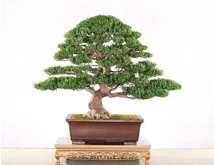 罗汉松种在家里禁忌