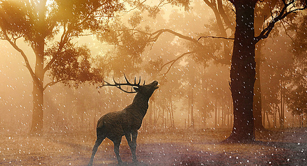 家里摆放鹿的风水作用