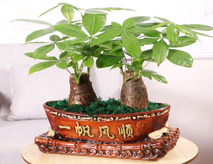 家里放什么植物可以带来好运