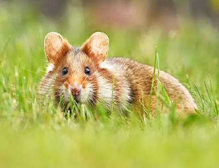 属鼠男对工作的态度 属鼠男对工作的态度