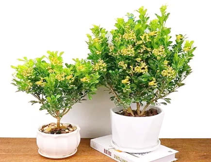 米兰花的寓意和象征风水 米兰花的寓意和象征风水