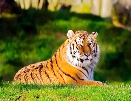 属虎男对工作的态度 属虎男对工作的态度