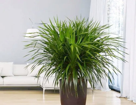 龙须树放客厅好吗