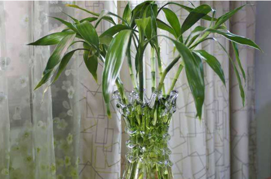 富贵竹养几株最好