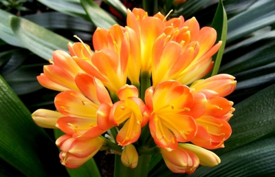 君子兰的注意事项