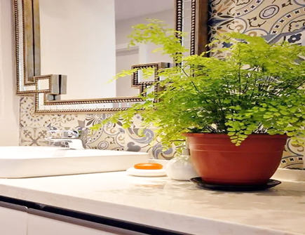 卫生间门口去煞气植物 卫生间门口去煞气植物