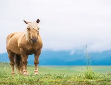 属马男对工作的态度 属马男对工作的态度