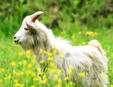 属羊男对工作的态度