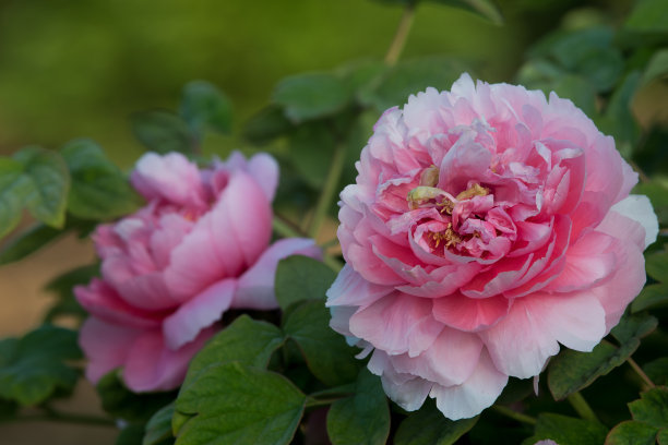 哪些花镇宅最厉害 哪些花镇宅最厉害