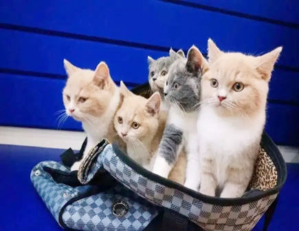 什么颜色的猫最旺财