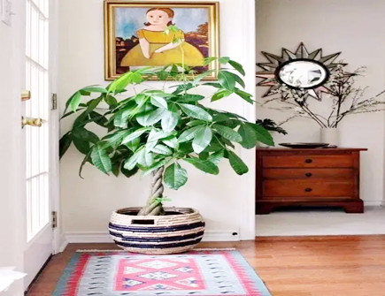 家里什么植物旺风水