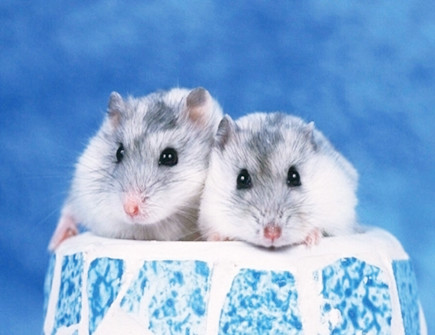 属鼠女在职场上的性格