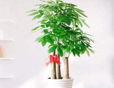 进门见发财树风水上的好吗